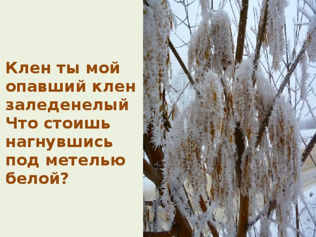  Клен ты мой опавший клен заледенелый  Что стоишь нагнувшись под метелью белой? 