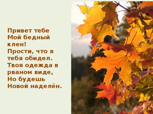  Привет тебе  Мой бедный клен!  Прости, что я тебя обидел.  Твоя одежда в рваном виде,  Но будешь  Новой наделён. 