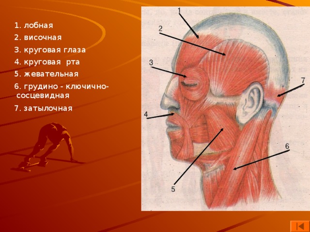 1. лобная 2. височная 3. круговая глаза 4. круговая рта 5. жевательная 6. грудино - ключично-  сосцевидная 7. затылочная 