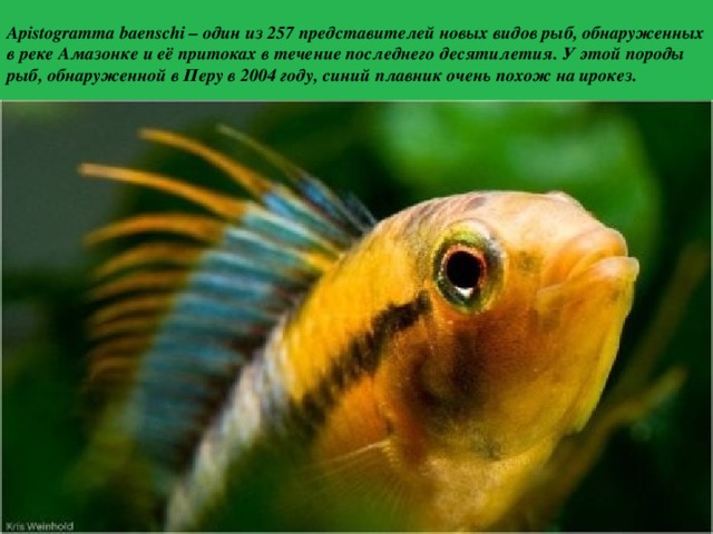 Apistogramma baenschi – один из 257 представителей новых видов рыб, обнаруженных в реке Амазонке и её притоках в течение последнего десятилетия. У этой породы рыб, обнаруженной в Перу в 2004 году, синий плавник очень похож на ирокез. 