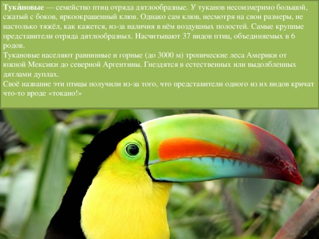 Тука́новые  — семейство птиц отряда дятлообразные. У туканов несоизмеримо большой, сжатый с боков, яркоокрашенный клюв. Однако сам клюв, несмотря на свои размеры, не настолько тяжёл, как кажется, из-за наличия в нём воздушных полостей. Самые крупные представители отряда дятлообразных. Насчитывают 37 видов птиц, объединяемых в 6 родов. Тукановые населяют равнинные и горные (до 3000 м) тропические леса Америки от южной Мексики до северной Аргентины. Гнездятся в естественных или выдолбленных дятлами дуплах. Своё название эти птицы получили из-за того, что представители одного из их видов кричат что-то вроде «токано!» 
