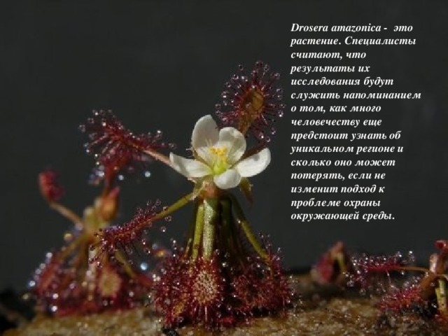 Drosera amazonica - это растение. Специалисты считают, что результаты их исследования будут служить напоминанием о том, как много человечеству еще предстоит узнать об уникальном регионе и сколько оно может потерять, если не изменит подход к проблеме охраны окружающей среды.   