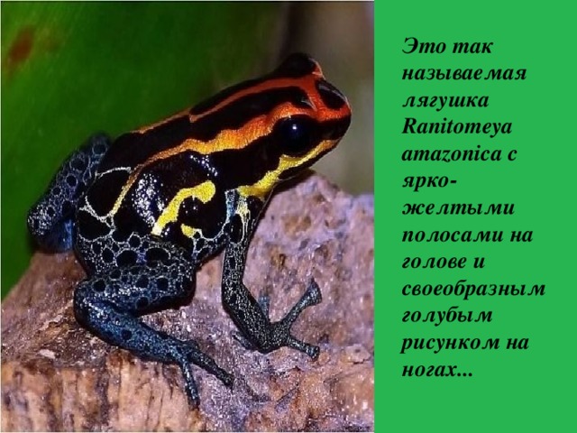Это так называемая лягушка Ranitomeya amazonica с ярко-желтыми полосами на голове и своеобразным голубым рисунком на ногах... 