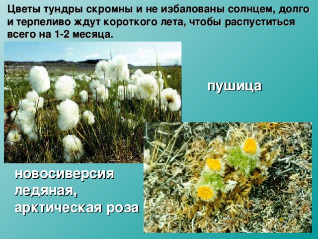 Цветы тундры скромны и не избалованы солнцем, долго и терпеливо ждут короткого лета, чтобы распуститься всего на 1-2 месяца. пушица новосиверсия ледяная, арктическая роза 