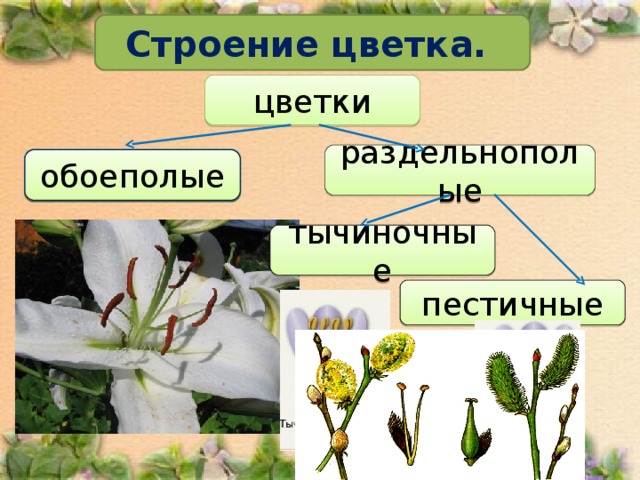 Строение цветка. цветки раздельнополые обоеполые обоеполые тычиночные пестичные 