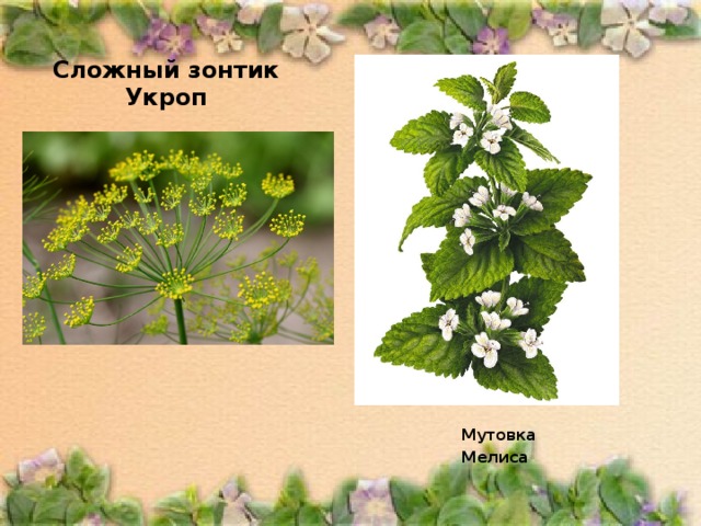 Сложный зонтик  Укроп Мутовка Мелиса 