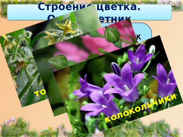 томаты розы колокольчики Строение цветка. Околоцветник Если околоцветник состоит из лепестков и чашелистиков, то его называют двойным .  