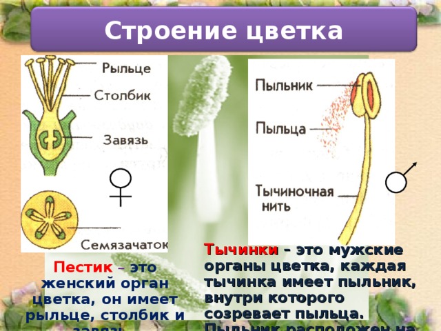 Строение цветка Тычинки – это мужские органы цветка, каждая тычинка имеет пыльник, внутри которого созревает пыльца. Пыльник расположен на тычиночной нити. Пестик  – это женский орган цветка, он имеет рыльце, столбик и завязь. 