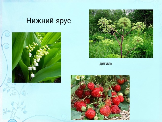 Нижний ярус дягиль 