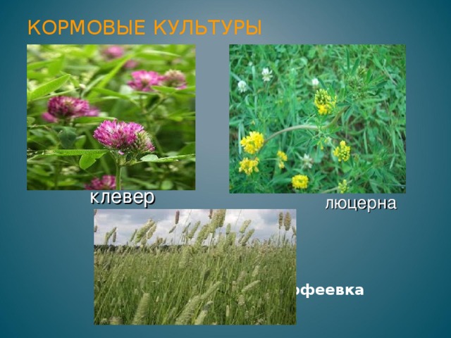 КОРМОВЫЕ КУЛЬТУРЫ клевер люцерна  тимофеевка 