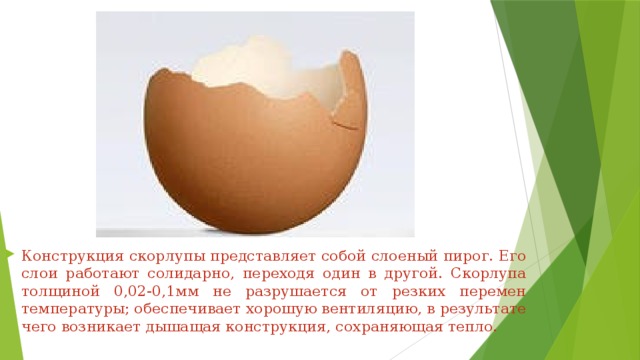 Конструкция скорлупы представляет собой слоеный пирог. Его слои работают солидарно, переходя один в другой. Скорлупа толщиной 0,02-0,1мм не разрушается от резких перемен температуры; обеспечивает хорошую вентиляцию, в результате чего возникает дышащая конструкция, сохраняющая тепло. 