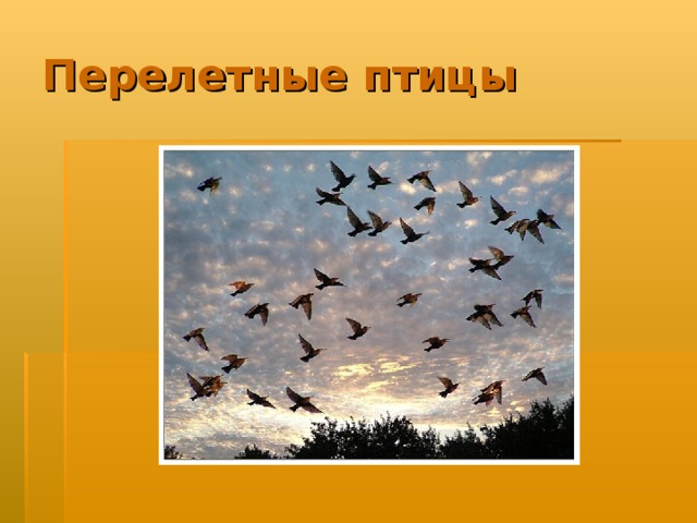 Перелетные птицы 