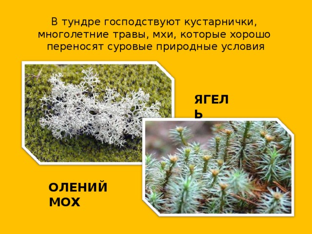 В тундре господствуют кустарнички,  многолетние травы, мхи, которые хорошо  переносят суровые природные условия ЯГЕЛЬ ОЛЕНИЙ МОХ 