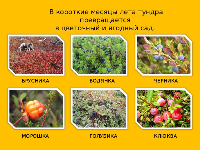 В короткие месяцы лета тундра превращается  в цветочный и ягодный сад. БРУСНИКА ВОДЯНКА ЧЕРНИКА МОРОШКА ГОЛУБИКА КЛЮКВА 
