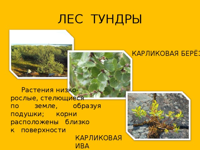 ЛЕС  ТУНДРЫ КАРЛИКОВАЯ БЕРЁЗА  Растения низко- рослые, стелющиеся по земле, образуя подушки; корни расположены близко к поверхности КАРЛИКОВАЯ ИВА 