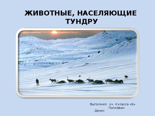 ЖИВОТНЫЕ , НАСЕЛЯЮЩИЕ  ТУНДРУ Выполнил: уч. 4 класса «Б»  Поплёвин Денис 