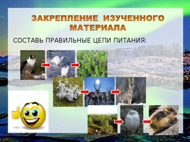 СОСТАВЬ ПРАВИЛЬНЫЕ ЦЕПИ ПИТАНИЯ: 