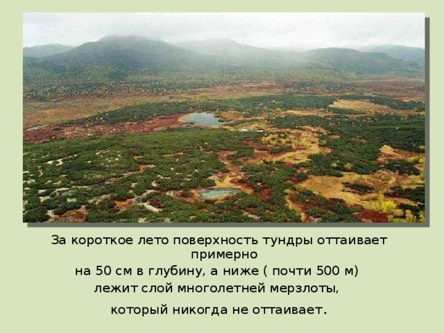 За короткое лето поверхность тундры оттаивает примерно на 50 см в глубину, а ниже ( почти 500 м) лежит слой многолетней мерзлоты, который никогда не оттаивает . 