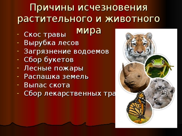 Причины исчезновения растительного и животного мира Скос травы Вырубка лесов Загрязнение водоемов Сбор букетов Лесные пожары Распашка земель Выпас скота Сбор лекарственных трав  