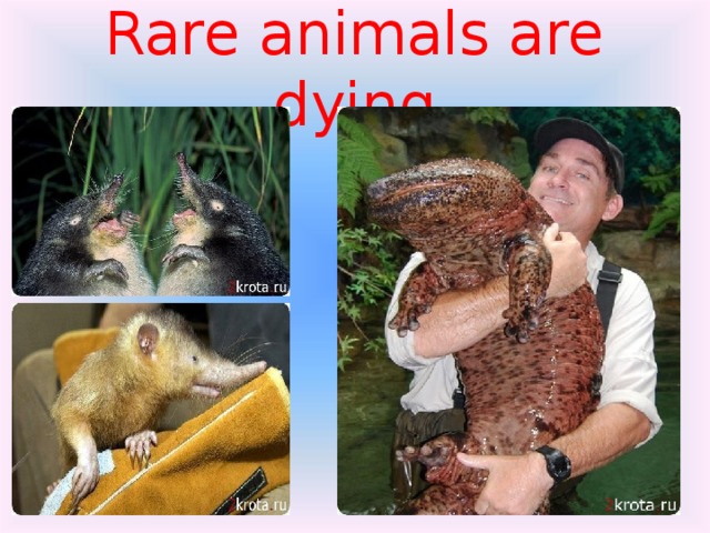 Rare animals are dying 