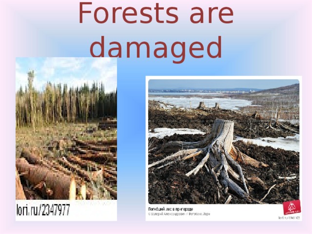 Forests are damaged 