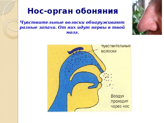 Нос-орган обоняния   Чувствительные волоски обнаруживают разные запахи. От них идут нервы в твой мозг. 