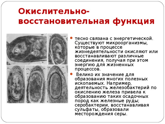 Окислительно-восстановительная функция тесно связана с энергетической. Существуют микроорганизмы, которые в процессе жизнедеятельности окисляют или восстанавливают различные соединения, получая при этом энергию для жизненных процессов.  Велико их значение для образования многих полезных ископаемых. Например, деятельность железобактерий по окислению железа привела к образованию таких осадочных пород как железные руды; серобактерии, восстанавливая сульфаты, образовали месторождения серы. 