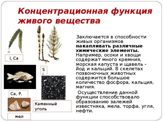 Концентрационная  функция живого вещества  Заключается в способности живых организмов накапливать различные химические элементы. Например, осоки и хвощи содержат много кремния, морская капуста и щавель - йод и кальций. В скелетах позвоночных животных содержится большое количество фосфора, кальция, магния.  Осуществление данной функции способствовало образованию залежей известняка, мела, торфа, угля, нефти. I, Ca Si Ca, P, Mg Каменный уголь мел 
