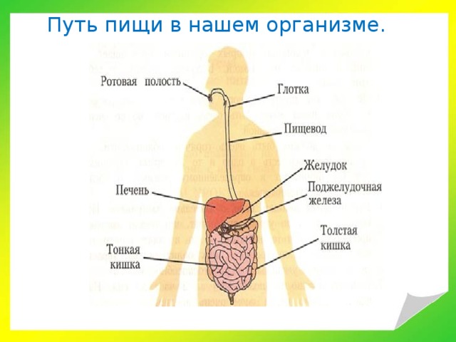Путь пищи в нашем организме. 