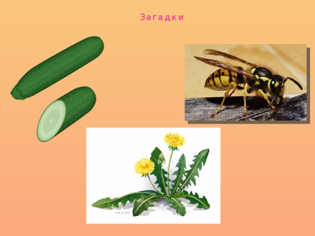 З а г а д к и 