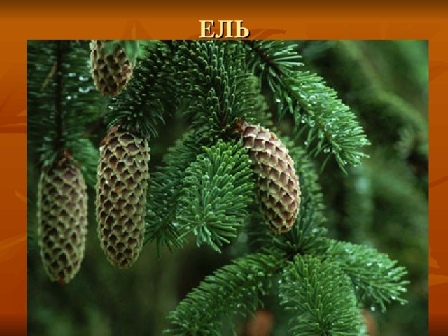 ЕЛЬ 