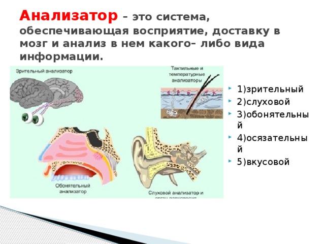 Анализатор – это система, обеспечивающая восприятие, доставку в мозг и анализ в нем какого– либо вида информации. 1)зрительный 2)слуховой 3)обонятельный 4)осязательный 5)вкусовой 