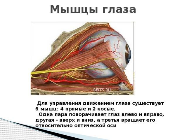 Мышцы глаза  Для управления движением глаза существует 6 мышц: 4 прямые и 2 косые.  Одна пара поворачивает глаз влево и вправо, другая - вверх и вниз, а третья вращает его относительно оптической оси 