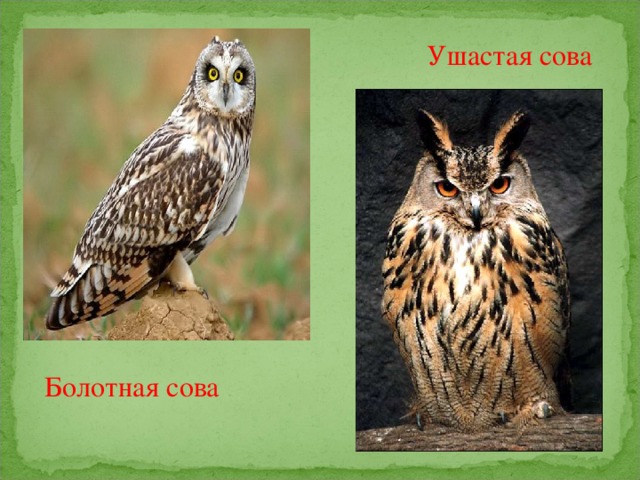 Ушастая сова Болотная сова 