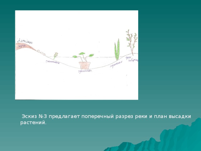  Эскиз №3 предлагает поперечный разрез реки и план высадки растений. 
