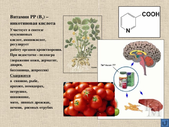 Витамин РР (В 3 ) – никотиновая кислота Участвует в синтезе нуклеиновых кислот, аминокислот, регулирует работу органов кроветворения. При недостатке - пеллагра (поражение кожи, дерматит, диарея, бессонница, депрессия) Содержится  в свинине, рыбе, арахисе, помидорах, петрушке, шиповнике, мяте, пивных дрожжах, печени, рисовых отрубях  
