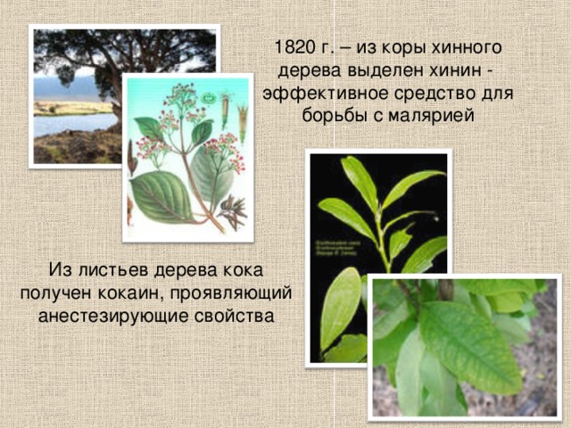 1820 г. – из коры хинного дерева выделен хинин - эффективное средство для борьбы с малярией Из листьев дерева кока получен кокаин, проявляющий анестезирующие свойства 