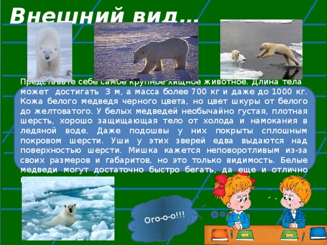Внешний вид… Ого-о-о!!! Представьте себе самое крупное хищное животное. Длина тела может достигать 3 м, а масса более 700 кг и даже до 1000 кг. Кожа белого медведя черного цвета, но цвет шкуры от белого до желтоватого. У белых медведей необычайно густая, плотная шерсть, хорошо защищающая тело от холода и намокания в ледяной воде. Даже подошвы у них покрыты сплошным покровом шерсти. Уши у этих зверей едва выдаются над поверхностью шерсти. Мишка кажется неповоротливым из-за своих размеров и габаритов, но это только видимость. Белые медведи могут достаточно быстро бегать, да еще и отлично плавать. 
