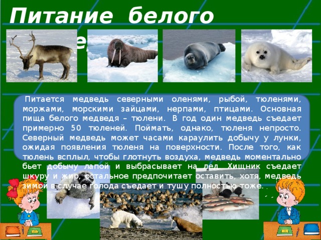 Питание белого медведя …   Питается медведь северными оленями, рыбой, тюленями, моржами, морскими зайцами, нерпами, птицами. Основная пища белого медведя – тюлени.  В год один медведь съедает примерно 50 тюленей. Поймать, однако, тюленя непросто. Северный медведь может часами караулить добычу у лунки, ожидая появления тюленя на поверхности. После того, как тюлень всплыл, чтобы глотнуть воздуха, медведь моментально бьет добычу лапой и выбрасывает на лед. Хищник съедает шкуру и жир, остальное предпочитает оставить, хотя, медведь зимой в случае голода съедает и тушу полностью тоже. 