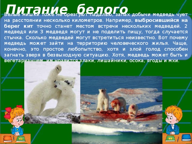 Питание белого медведя … Белые мишки тоже не брезгуют падалью, запах добычи медведь чует на расстоянии несколько километров. Например, выбросившийся на берег кит точно станет местом встречи нескольких медведей. 2 медведя или 3 медведя могут и не поделить пищу, тогда случается стычка. Сколько медведей могут встретиться неизвестно. Вот почему медведь может зайти на территорию человеческого жилья. Чаще, конечно, это простое любопытство, хотя и злой голод способен загнать зверя в безвыходную ситуацию. Хотя, медведь может быть и вегетарианцем, им нравится злаки, лишайники, осока, ягоды и мхи. 