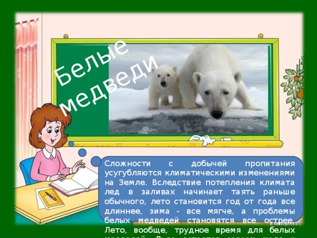 Белые медведи Сложности с добычей пропитания усугубляются климатическими изменениями на Земле. Вследствие потепления климата лед в заливах начинает таять раньше обычного, лето становится год от года все длиннее, зима - все мягче, а проблемы белых медведей становятся все острее. Лето, вообще, трудное время для белых медведей. Льда остается совсем мало и подобраться к тюленям почти невозможно.    