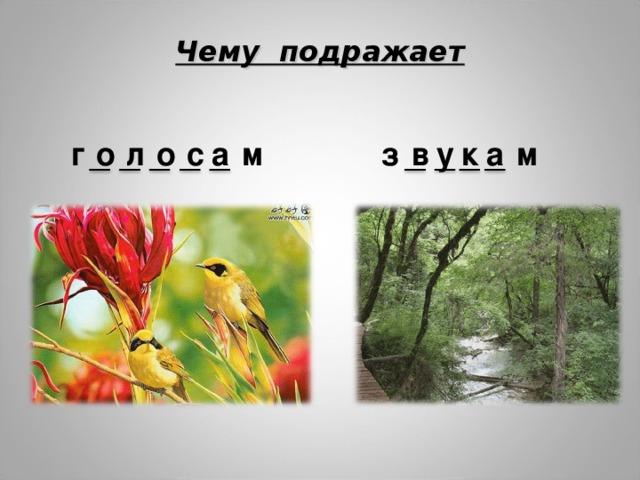 Чему подражает г м а к у в з л м а с о о 