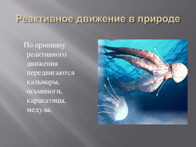  По принципу реактивного движения передвигаются кальмары, осьминоги, каракатицы, медузы. 