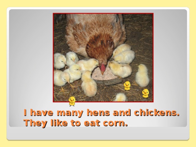 I have many hens and chickens. They like to eat corn. 