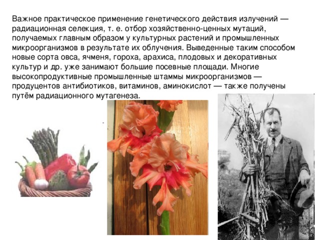 Важное практическое применение генетического действия излучений — радиационная селекция, т. е. отбор хозяйственно-ценных мутаций, получаемых главным образом у культурных растений и промышленных микроорганизмов в результате их облучения. Выведенные таким способом новые сорта овса, ячменя, гороха, арахиса, плодовых и декоративных культур и др. уже занимают большие посевные площади. Многие высокопродуктивные промышленные штаммы микроорганизмов — продуцентов антибиотиков, витаминов, аминокислот — также получены путём радиационного мутагенеза. 