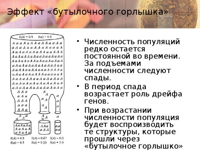 Эффект «бутылочного горлышка» Численность популяций редко остается постоянной во времени. За подъемами численности следуют спады. В период спада возрастает роль дрейфа генов. При возрастании численности популяция будет воспроизводить те структуры, которые прошли через «бутылочное горлышко» численности. 7 