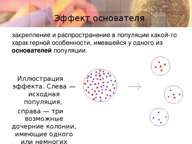Эффект основателя закрепление и распространение в популяции какой-то характерной особенности, имевшейся у одного из основателей популяции. Иллюстрация эффекта. Слева — исходная популяция, справа — три возможные дочерние колонии, имеющие одного или немногих основателей. Chart Title in here 7 