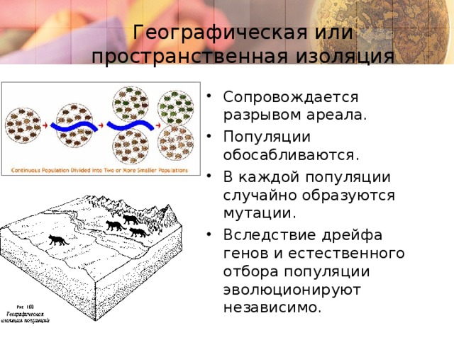 Географическая или пространственная изоляция Сопровождается разрывом ареала. Популяции обосабливаются. В каждой популяции случайно образуются мутации. Вследствие дрейфа генов и естественного отбора популяции эволюционируют независимо. 7 