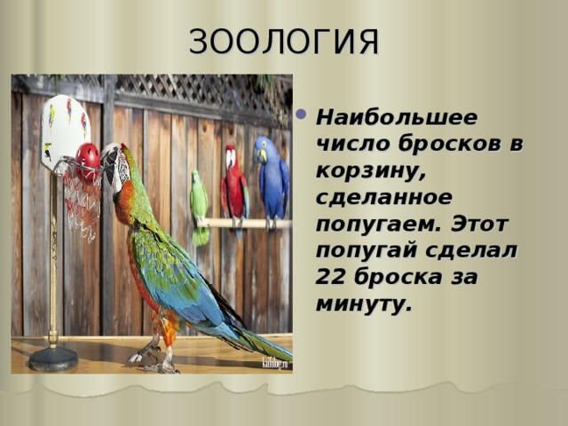 ЗООЛОГИЯ   Наибольшее число бросков в корзину, сделанное попугаем. Этот попугай сделал 22 броска за минуту. 