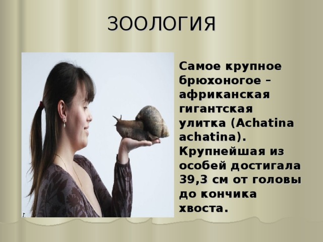 ЗООЛОГИЯ   Самое крупное брюхоногое – африканская гигантская улитка (Achatina achatina). Крупнейшая из особей достигала 39,3 см от головы до кончика хвоста.  